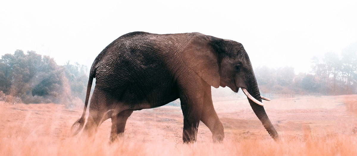 品牌策略全案設(shè)計(jì)