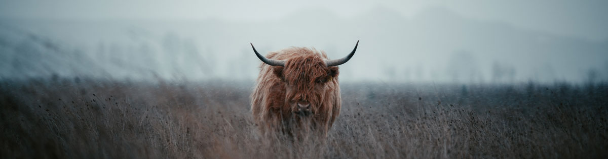 品牌全案設(shè)計(jì)公司