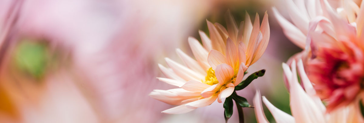 餐飲品牌形象設(shè)計(jì)公司